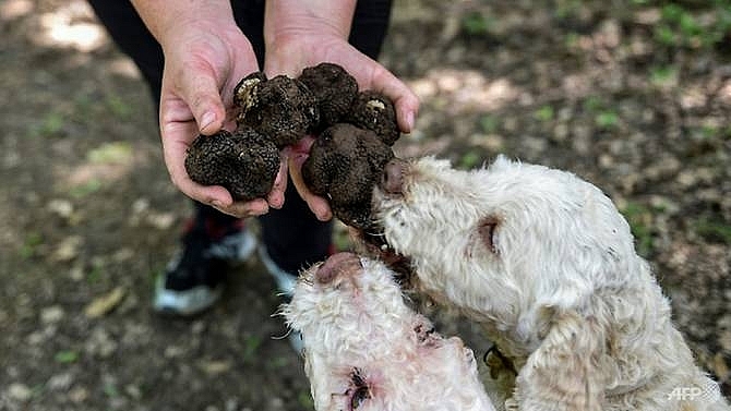 Hunting for black gold in albanias lawless truffle trade