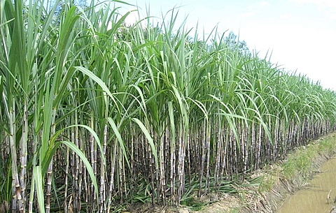 sugar firm to sell more than 61 million treasury shares