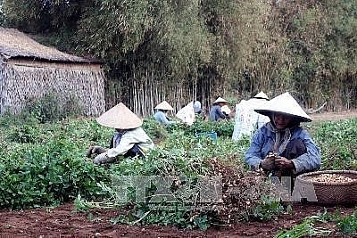 project helps create sustainable livelihood for farmers in tra vinh