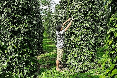 pepper sector urged to renew growth model