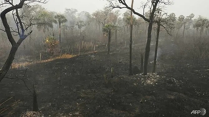 bolivia lost 12 million hectares to fires this year government