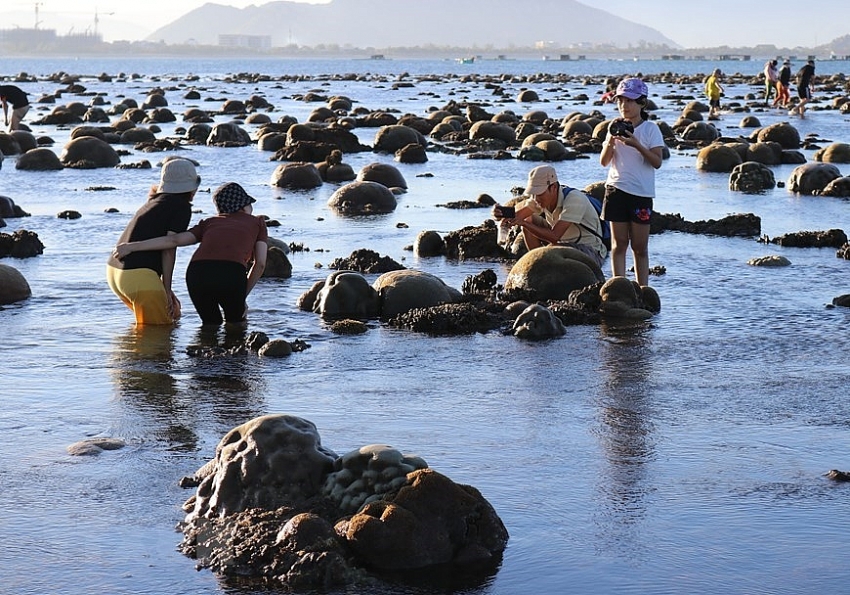 beauty of coral reefs in ninh thuan province