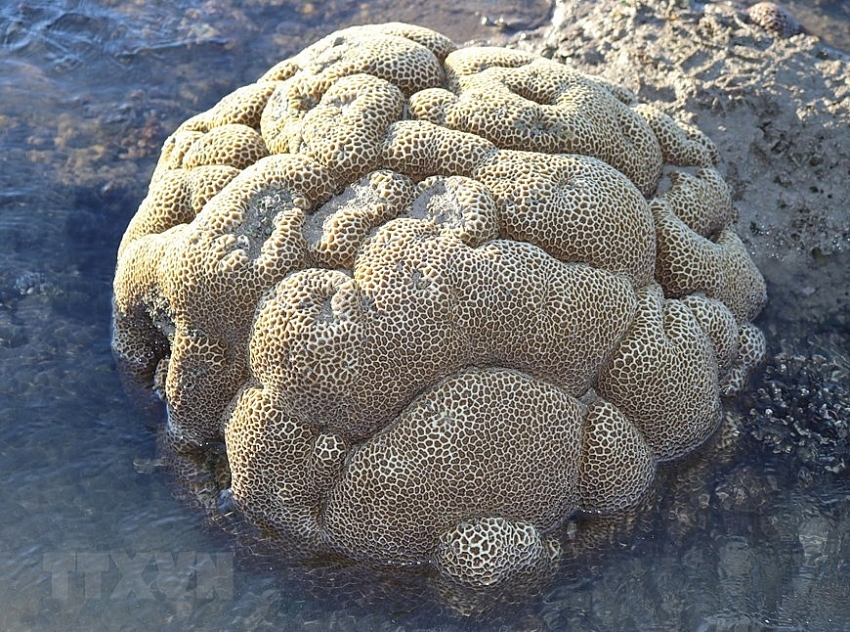 beauty of coral reefs in ninh thuan province