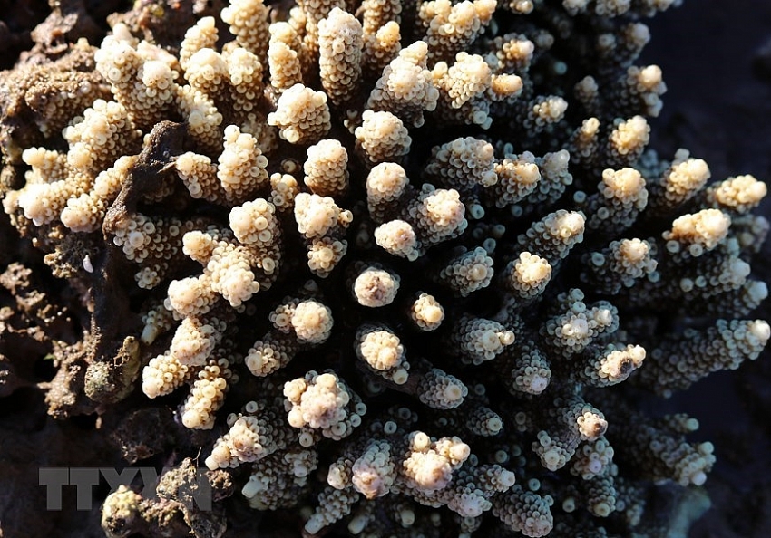 beauty of coral reefs in ninh thuan province