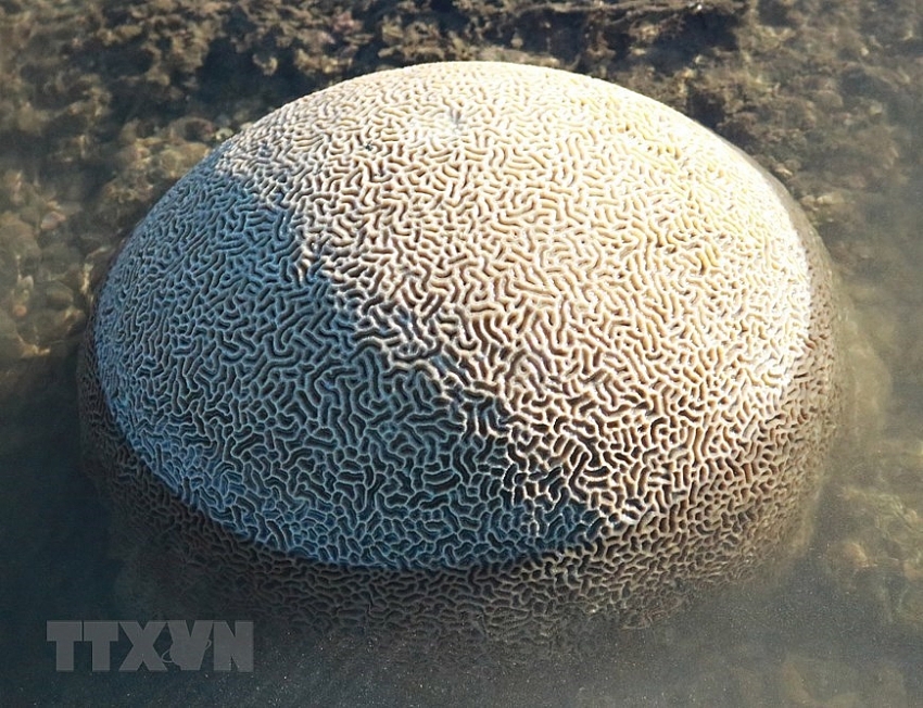 beauty of coral reefs in ninh thuan province