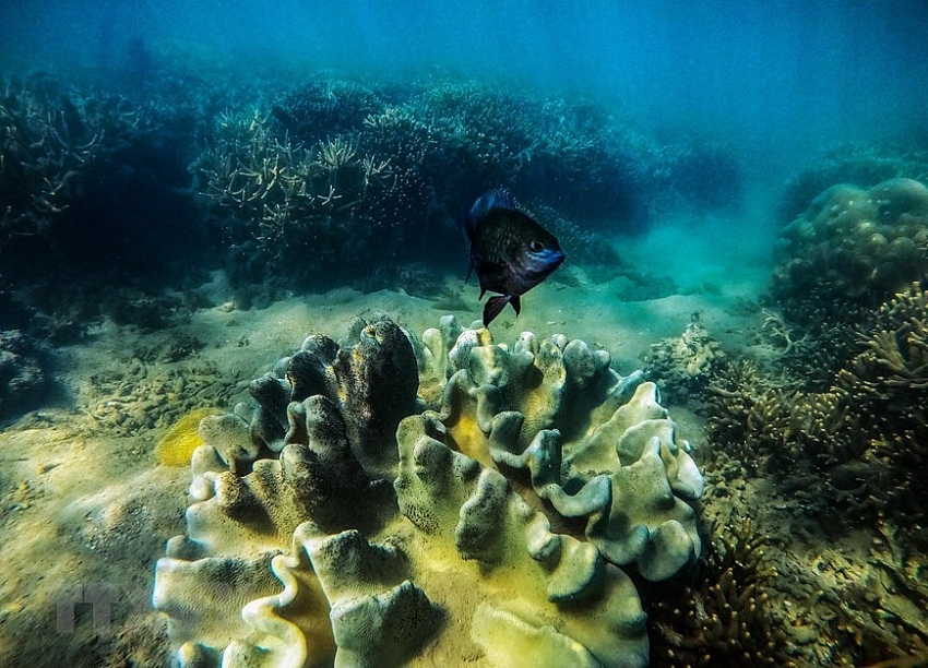 beauty of coral reefs in ninh thuan province