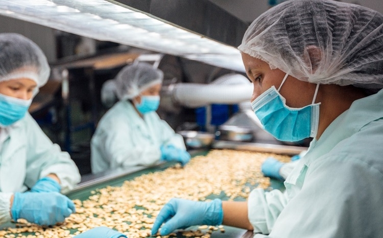 Olam Vietnam is one of the largest cashew, pepper and coffee exporters in Vietnam