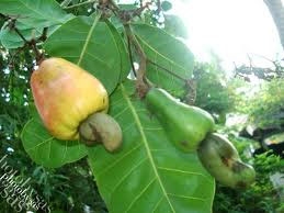 Cashew exports fall on rising prices