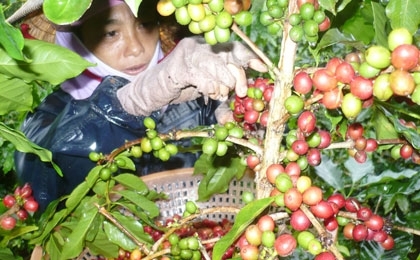 foreign firms brew up coffee dominance