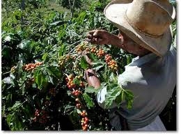 coffee exports fetch 266 bln in first eight months