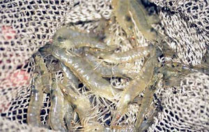 vietnamese shrimp coveted in taiwan