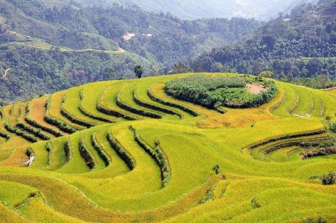 ripen rice season on hoang su phi terraced fields