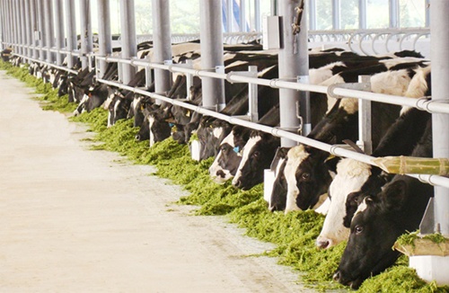 japanese enterprise to develop cattle farms