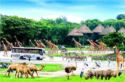 vingroup begins animal conservation programme on phu quoc safari next