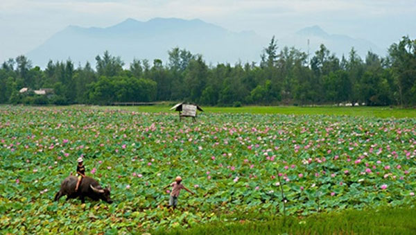 Dong Thap, Go Thap lotus fields, wild wetlands
