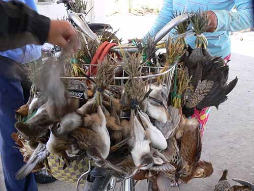 bird trade escalating in vn study