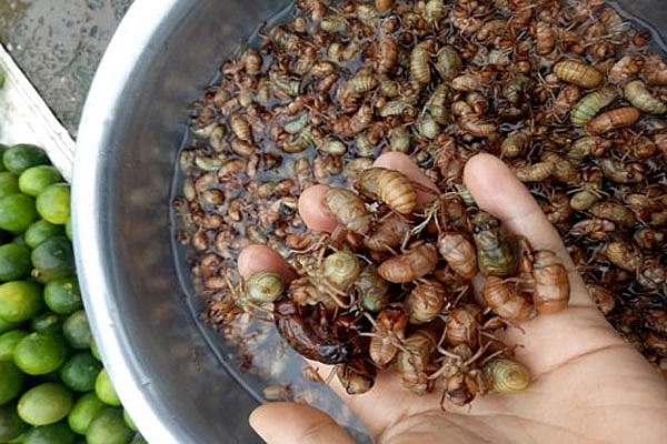 biting into the bugs really is a must try dish for those who visit son la