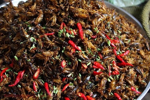 biting into the bugs really is a must try dish for those who visit son la