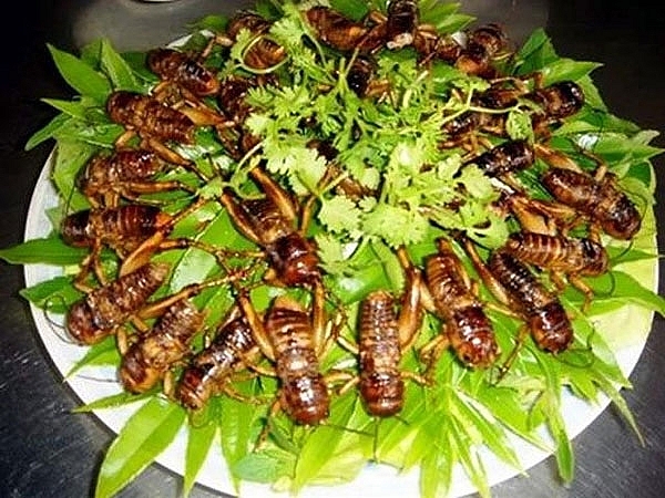 biting into the bugs really is a must try dish for those who visit son la