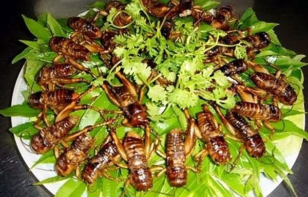 Biting into the bugs really is a must try dish for those who visit Son La