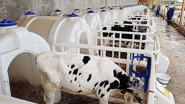 th group kicks off giant dairy complex in russia