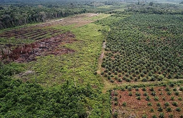 Indonesia halts new palm oil plantation development