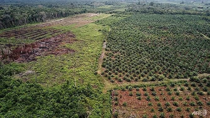indonesia halts new palm oil plantation development