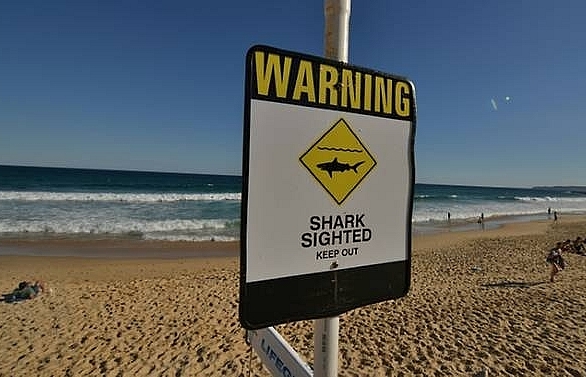Australia kills 4 sharks after tourist attacks
