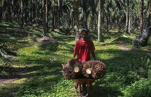 EU palm oil ban sows bitter seeds for Southeast Asian farmers