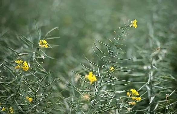 vexed canada takes china to wto over canola ban