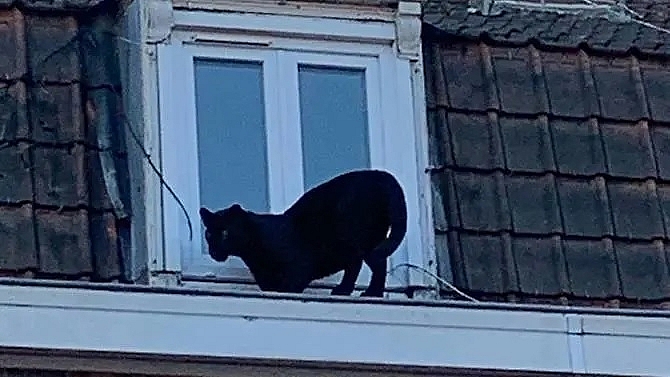 black panther found roaming french rooftops