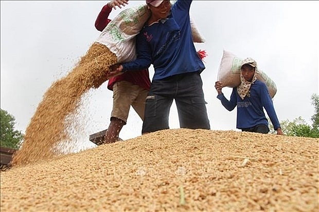 rice industry must diversify products experts