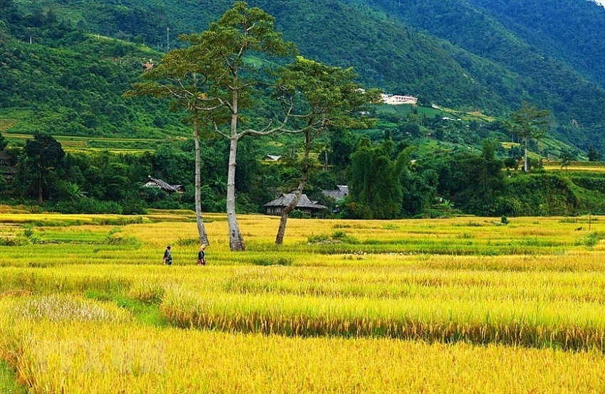 coming to mu cang chai terraced fields in ripen season