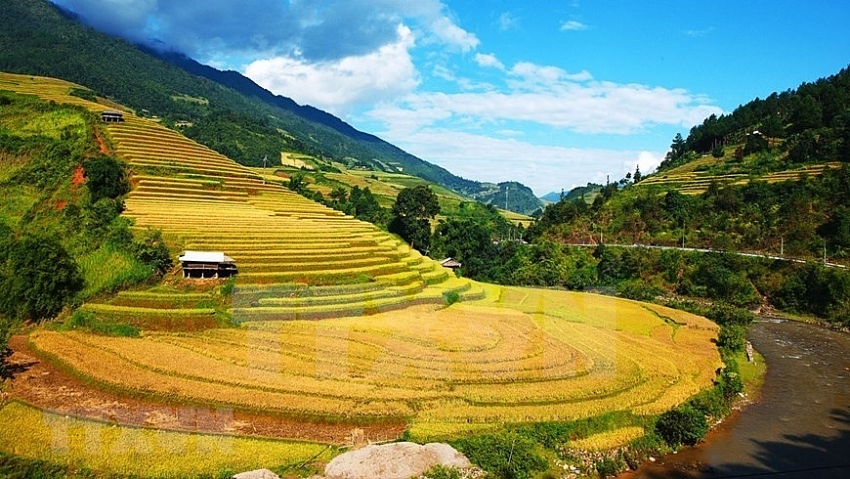 coming to mu cang chai terraced fields in ripen season