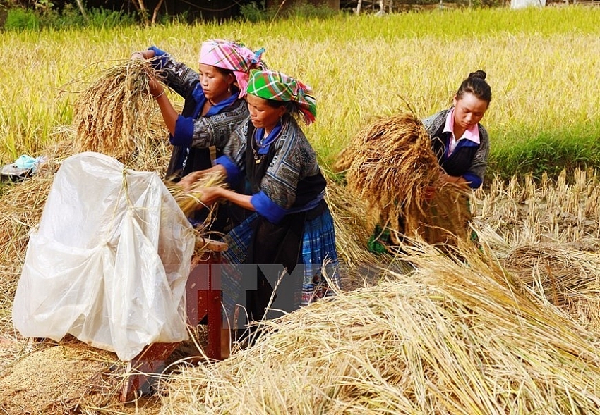 coming to mu cang chai terraced fields in ripen season