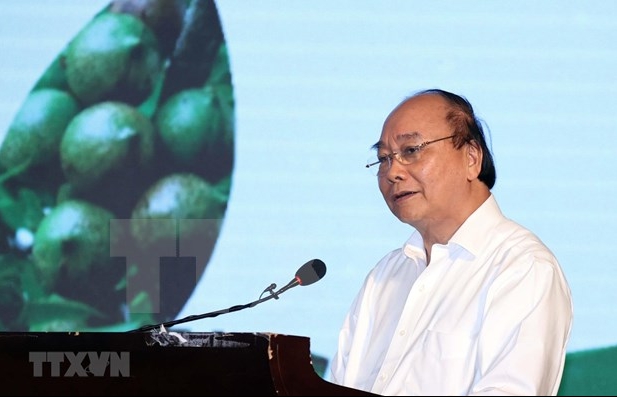 PM: Domestic macadamia sector needs strategy