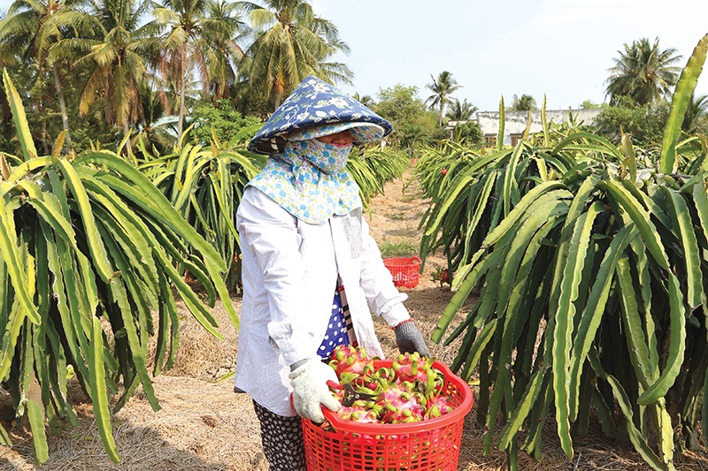 Dragon fruit diversification key to success