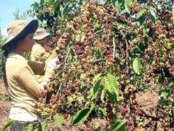 coffee prices to be stable in 2010 2011 crop