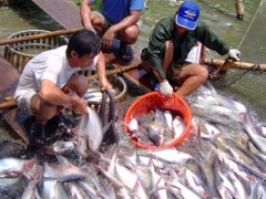 floods force catfish plants to close down