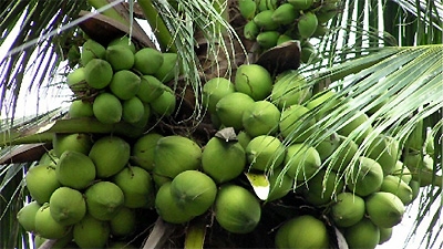 Coconut palms - symbol of Ben Tre