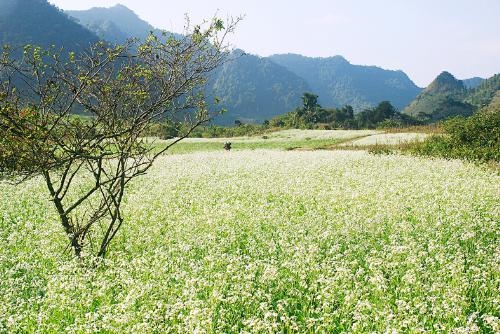 moc chau, son la, white mustard flower