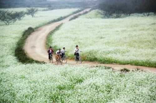 white mustard flower season in moc chau