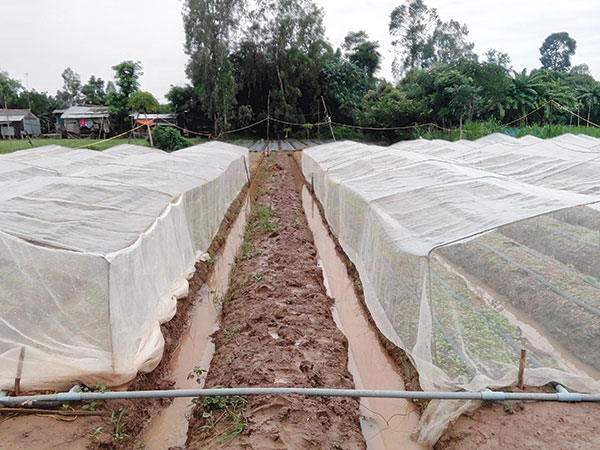 an giang highlights agricultural bounty