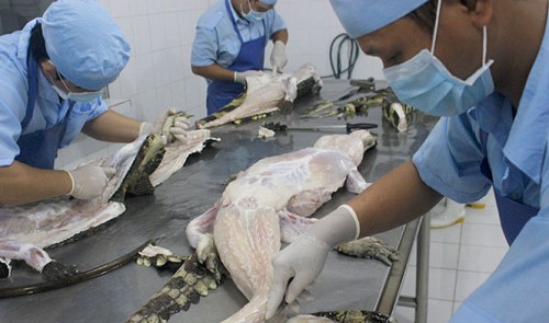 Bulk buying of live crocs by Chinese traders hurts Vietnam leather firms