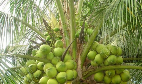 coconut trees shouldnt be grown along ho chi minh city streets transport dept