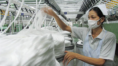 Domestic cotton source yet to grow up for local fibre industry