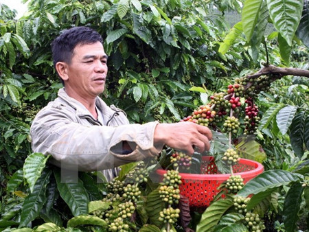 Developing coffee zones in Dak Lak province