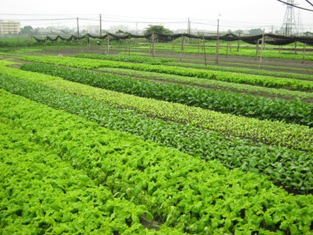 Using smart phone in cultivating vegetables