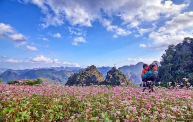 ha giang readies for buckwheat flower festival 2017