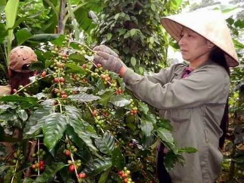 Lam Dong to host first VN Coffee Day